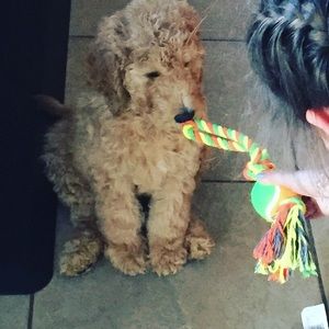 Meet your Posher, Isabella